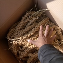 20 Years New Millet Spike Parrot Yellow Sparrot Yellow Valley Tackle Rat Rod Natural Wheat Hamster Yellow Grain Snacks