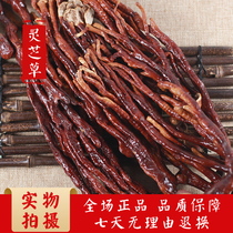 ling zhi cao quality of Chinese medicinal materials bergamot Ganoderma lucidum staghorn Ganoderma lucidum ling zhi cao yi pei spore powder 500g