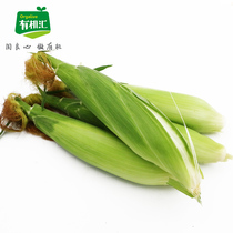 有机汇 有机水果玉米牛奶白甜玉米新鲜水果即食生吃5斤
