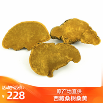 Tibet pure wild mulberry Phellinus authentic Phnom Penh yellow Ganoderma lucidum 250g and a half catties of pruned whole flowers