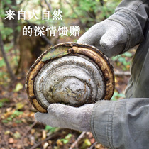 Changbai Mountain Wild Wood hoof strainus 250g fungus Northeast Wild Wood hoof Ganoderma lucidum horseshoe dry