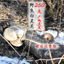 Changbai Mountain wild White Ganoderma Lucidum White Jade Ganoderma Lucidum new pruning white edge birch tube-stripping bacteria 250g