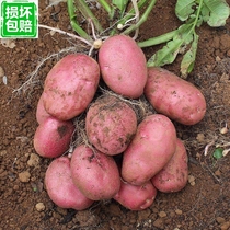 Yunnan fresh red skin yellow heart small potatoes Potato potatoes 5 10 kg with box 20-100 grams