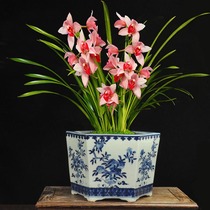 Jingdezhen ceramic flowerpot hand-painted blue and white porcelain new Chinese orchid special pot large old pile planted bamboo tree Basin