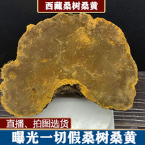 Tibet wild Mulberry Mulberry Mulberry yellow single 250g or more super new big new goods Phnom Penh pruning Ganoderma lucidum Fidelity