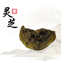 Lansheng Tong Tibet Wild Lingzhi Mulberry Lucid Lucid Lingzhi Lucid Lucid and Glossy Lingzhi Powder Lingzhi Tea 500 gr
