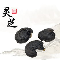 Lan Shengtang Tibet Purple Lingzhi without handle Purple Sesame Lingzhi Powder Health Care Bubble Wine 500 gr