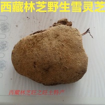 250g Tibetan Nyingchi pure wild plateau snow Ganoderma lucidum quality far more than artificial snow Ganoderma lucidum