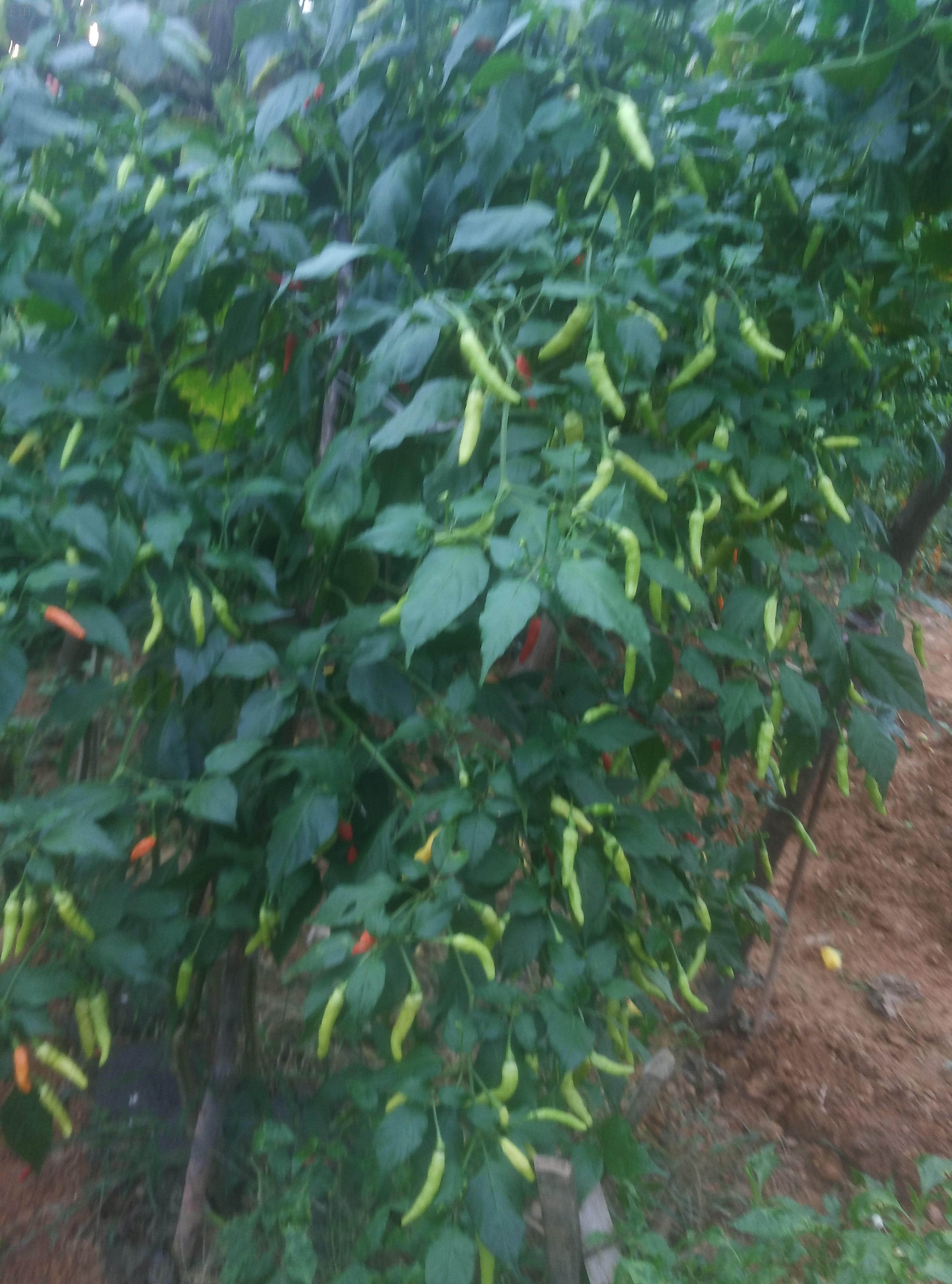 赣州佛手商品产品服务 联首点评网赣州佛手商品产品服务进行点评评价