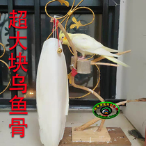 Perforated natural oversized cuttlefish bones mullet bones mullet bones parrot Pearl tortoise chinchillas calcium