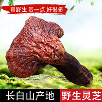 Changbai Mountain Wild Ganoderma lucidum Ganoderma lucidum purple Ganoderma lucidum Songshan Ganoderma lucidum natural northeast specialty 100g