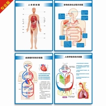 Human Anatomical Diagram Structure Diagram Organ Diagram Food Digestion Process Children's Cognitive Wall Chart Community Wall Chart