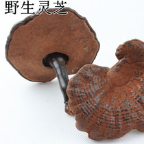 Super purple Ganoderma lucidum black Ganoderma lucidum wild purple Ganoderma lucidum not bitter 500g