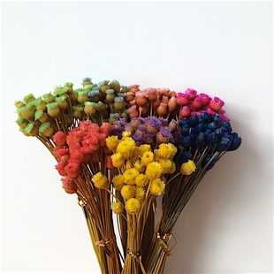 巴西进口快乐花小清新天然干花diy花材