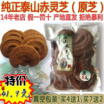 Taishan Ganoderma lucidum Taishan Ganoderma lucidum with spore powder 2021 New Ganoderma lucidum flower per pack of 250 grams buy 4 get 1
