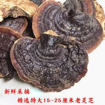 Wild Changbai Mountain Sliced Ganoderma lucidum Ganoderma lucidum nourishing picking bacteria can slice Zhongxiang powder 500g