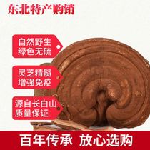 Changbai Mountain basswood red Ganoderma lucidum with powder Ganoderma lucidum 250g (half a catty)
