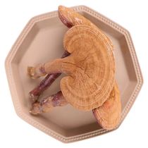 Changbai Mountain Ganoderma lucidum Ganoderma lucidum Ganoderma lucidum Ganoderma lucidum