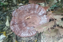 Guizhou Qiandongnan Jinping Liping wild deep mountains black Ganoderma lucidum purple Ganoderma lucidum no pollution dry Ganoderma lucidum 250g