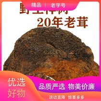 Granules of wild birch Phellinus yellow obonotus Brown fungus Ganoderma lucidum