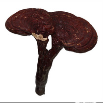 Whole ganoderma lucidum half-wild small ganoderma 15 yuan a piece
