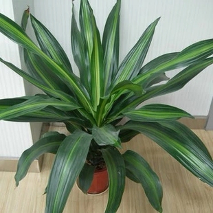 室内中型盆栽 金边巴西铁 香龙血树 净化空气绿色植物 金心美人铁