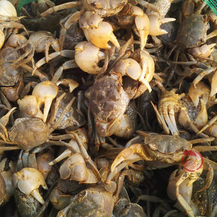 海鲜鲜活黄眼蟹白玉蟹 蟛蜞醉蟹嘟嘟蟹招潮蟹3斤江浙沪皖包圆通