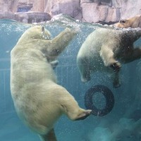 曲江海洋-园门票海洋馆+极地馆套票陕西西安曲