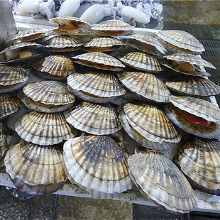 连云港水产品海鲜鲜活贝类大扇贝烧烤扇贝野生每件3--4只10件包邮