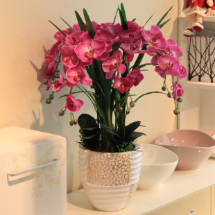 蝴蝶兰花上海同城速递盆栽杭州北京广州开业乔迁送礼室内阳台花卉