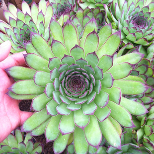 多肉植物 观音莲老桩 12cm 直径 品相和株型已达极限 珍藏版多肉