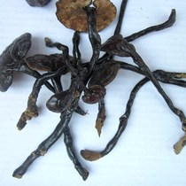 Wild Ganoderma Lucidum Bamboo Mushroom Bamboo Mushroom Wild Ganoderma Lucidum Soup Mushroom 350 yuan Wild Ganoderma Lucidum Ganoderma Lucidum