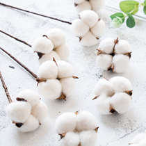 Ins natural cotton head dried flower branch photo props Nordic home soft decoration bouquet photo background set
