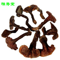 Northeast Changbai Mountain pure deep mountain special natural wild purple red Ganoderma lucidum whole branch can cut Linzhi tablets powder