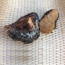 Authentic Changbai Mountain pure wild pine needle layer pore fungus pine needle Ganoderma lucidum Linzhi natural 60 yuan