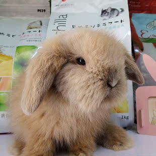 垂耳兔 宠物兔 卡其色 大苹果脸 活体兔