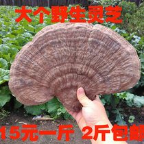 Northeast Changbai Mountain flat Ganoderma lucidum tree tongue Ganoderma lucidum old cow dry Qingzhi whole Ganoderma lucidum 2kg