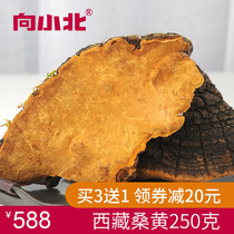 To Xiaobei Phellinus Tibet Phellinus Wang non-Changbai Mountain pruning Yunnan Phellinus Ganoderma lucidum 250g