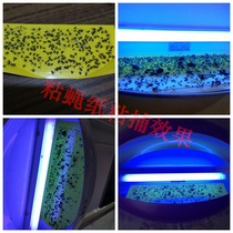 Fly-killing paper Sticky Trap of Drosophila Special sticky fly paper Sticky Insect plate stickers mosquitoes Mosquito-mucus Fly cardboard