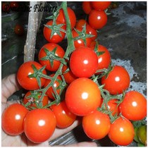 String Tomato Seed Balcony Bonsai Potted Tomato Plant Seeds