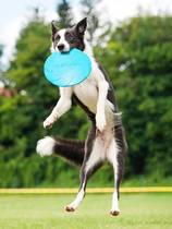 狗狗飞盘狗专用飞盘边牧金毛训练柔软耐咬飞碟小中大型犬宠物玩具