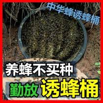 Booby Bucket Plastic Bucket Bee Hive Black Plastic Keg Beehives Beehives in the wild Beehives Bee Water Wasp Bee wasps