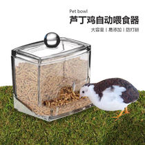 Luding Chicken Feeder Automatic Feeding Trough Quail Food Box Bird Food Jars Parrot Baiting Instrumental Birds with Pots Chick supplies
