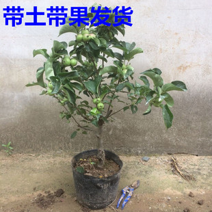 苹果树盆景苗苹果苗带果发货烟台红富士苹果树果树苗苗水果树苗