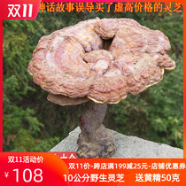 Shennongjia wild Ganoderma lucidum whole Wudang Mountain Linzhi farmhouse red Ganoderma lucidum 250g wild Ganoderma slices