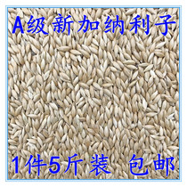 Domestic small pet rations Garner Parrot bird eating oil tip millet white tip millet grass seed bird grain five catties