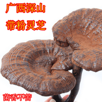 Guangxi Semi-wild Black Ganoderma Lucidum 500g Guangxi 100000 Dashan Whole Ganoderma Lucidum Red Ganoderma Lucidum Grass contains spore powder g
