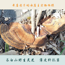 Pterobacteria Changbai Mountain wild Ganoderma lucidum Poriococcus wild specialties 500g