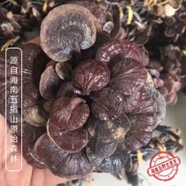 Hainan Wuzhishan pure wild Ganoderma lucidum Bamboo Ganoderma Lucidum Ganoderma Lucidum Wang Red Bamboo Ganoderma Lucidum 500g whole branch a catty 