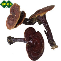 Yunnan medium wild Ganoderma lucidum wild Ganoderma lucidum 250g (within 10)